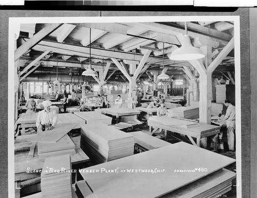 Scene in "Red River Veneer Plant," at Westwood, Calif