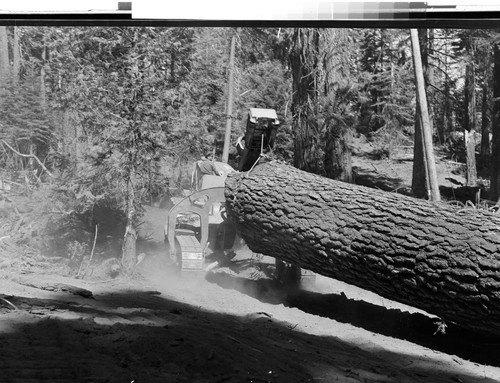 Cat and Log on Humbug Logging Job