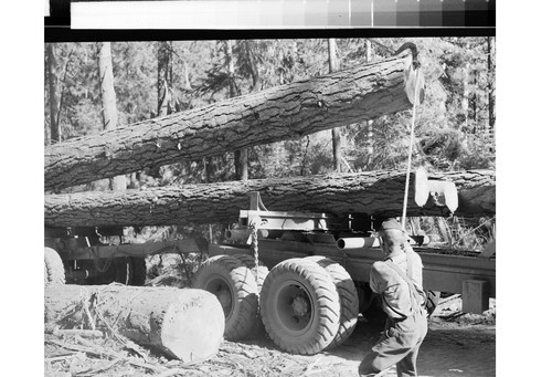 Loading Logs - Moonlight