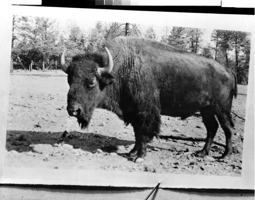 At the Buffalo Ranch near Redding, Calif