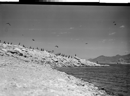 Cormorants at Pyramid Lake, Nev