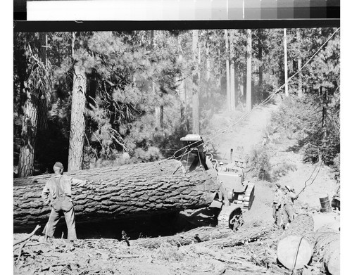 Moonlight Logging