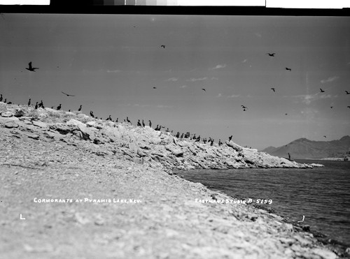 Cormorants at Pyramid Lake, Nev