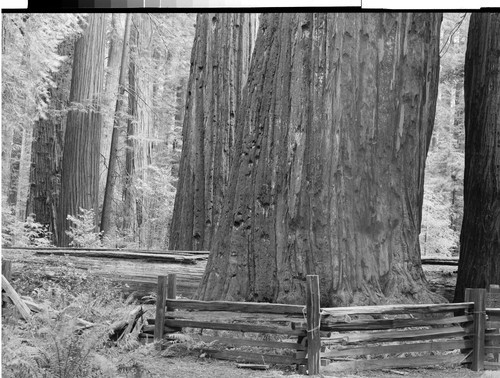 The Giant Tree of the Redwoods, Calif