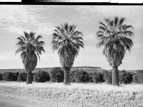 Table Mountain & Orange Grove near Oroville, Calif