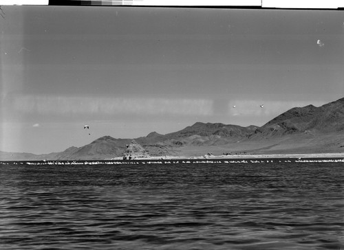 Pelicans on Pyramid Lake, Nev