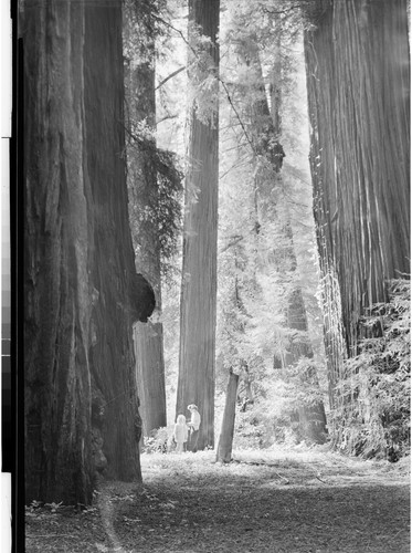 The Redwoods of Calif