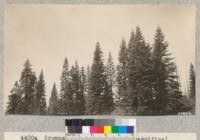 Crowns of red firs (Abies Magnifica) along the highway near Buck's Ranch, Plumas County, were filled with cones, July, 1928. Metcalf