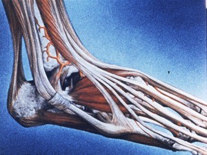 Illustration of dissected right ankle & foot, lateral aspect, to show tendons of long digital extensor muscles & short digital extensor muscles and tendons of long & short fibulares muscles