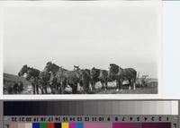 Eight-horse plow team on the Phillips Ranch, Rolling Hills Estates