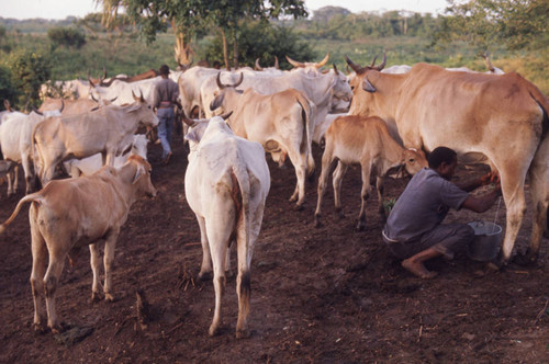 Man milking cow, San Basilio de Palenque, 1976