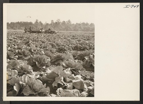 A field of cabbage in the coastal area of South Carolina. This crop is now ready for harvesting. The field is about three miles south of Beaufort, South Carolina. Photographer: Iwasaki, Hikaru Beaufort, South Carolina