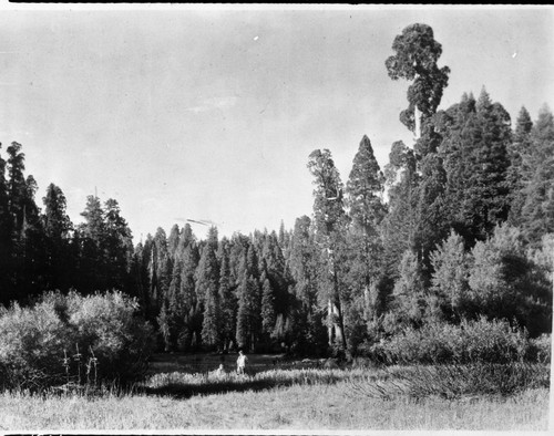 Crescent Meadow, Montane Meadow Plant Community Giant Sequoia