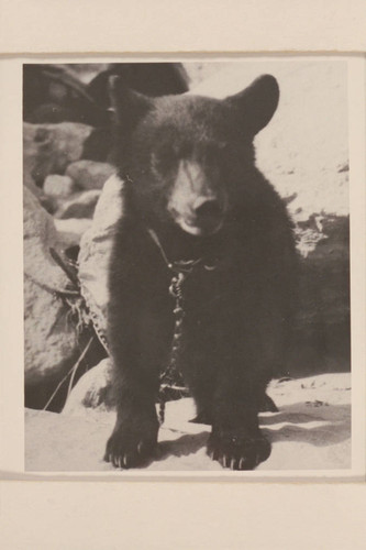 "Cataract," the cub bear, brought by Clyde Eddy from New York, "captured" by the Eddy crew at the Junction and kept busy at clawing the crew and stealing food all the way from Greenriver, Utah, to Needles. At mouth of Little Colorado River
