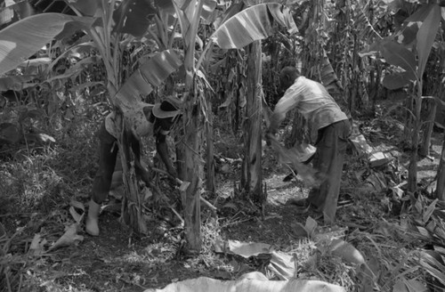 Fermín Herrera working with machete, San Basilio de Palenque, 1976