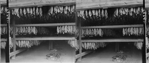 Tobacco Hangers in Drying Shed. Conn