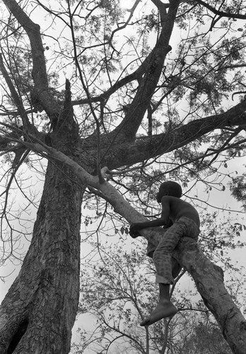 Boy climbing a tree, San Basilio de Palenque, 1977