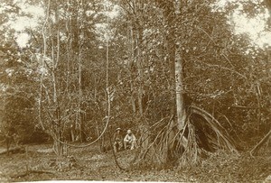 Forest in Gabon