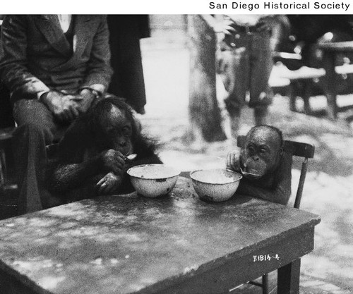 Two baby orangutans sitting at a table, eating from bowls