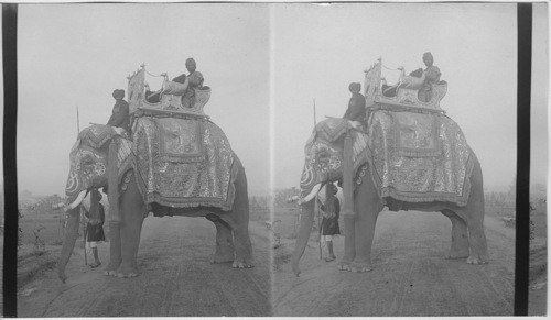 Durbar Elephant Delhi, India