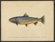Oquassa trout (Salvelinus oquassa Girard)