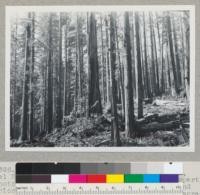 Redwood. Dominie Creek, near Smith River, Del Norte County, California. Frank Reynold's property. Photo taken after the first chopping and logging, and prior to final cut. Heavy stand. 100 thousand per acre at 300 years. Some trees over 5 feet diameter at breast height. 7-17-45. E. F