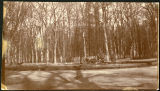 Photograph of soldiers at the park