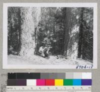 Typical bark of (left) sugar pine--Pinus lambertiana--and (right) ponderosa pine--Pinus ponderosa--on old road near Whitaker's Forest, Tulare County. Rudy Grah and Cinder. September 1951. Metcalf