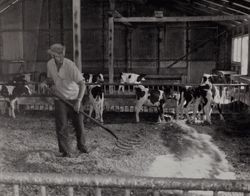 Barn cleaning St Anthony's Farm organic dairy, 11207 Valley Ford Road, Petaluma, California, about 1962