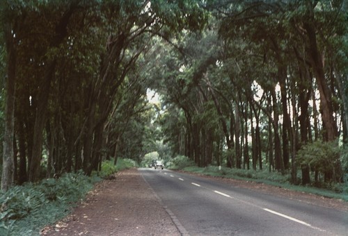 Microbiologist Richard Y. Morita who served on the MidPac Expedition (1950), took this photo of a road in Honolulu, Hawaii, during a break from the expedition. 1950