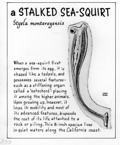 A stalked sea-squirt: Styela montereyensis (illustration from "The Ocean World")