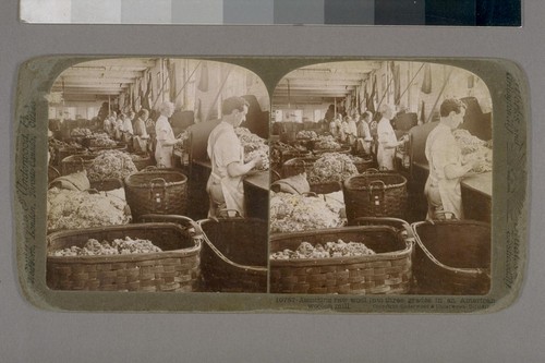 Assorting raw wool into three grades in an American woolen mill
