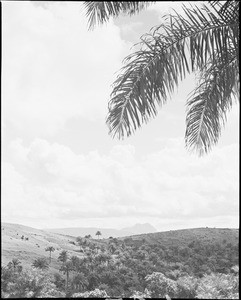 Bamum landscape