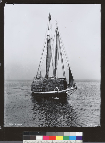 Bow view of scow transporting hay. [photographic print]