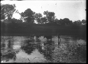 Donkeys in a pond, Antioka, Mozambique, ca. 1901-1907