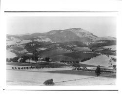 Kunde Vineyard, Kenwood, California, about 1910