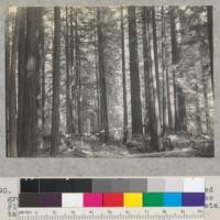 General view of plot in which accelerated growth residual redwoods were studied. Tree #1589 is in the center, note rectangular metal tag. Van Duzen River, 10 miles east of Carlotta. 4-14-38. E. F