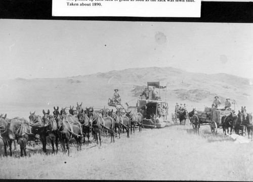 Harvesting, J.R. Reed Ranch, Dinuba, Calif