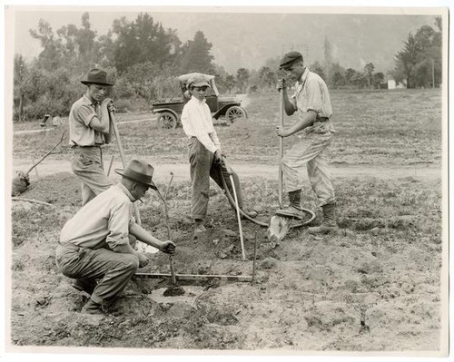Agricultural workers planting orange trees