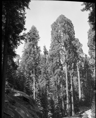 Giant Sequoias, Four sequoias along Generals Highway