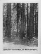Trees and Trail in Muir Woods, circa 1914-1920