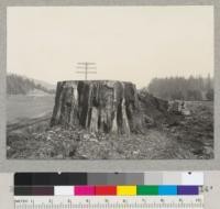 Redwood stump #1560. South of Scotia. 14' diameter, about 1500 years old when cut 50 years ago. February, 1937. E. F