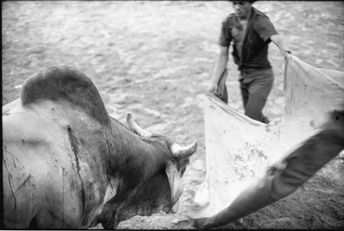 Bullfighter waves a cape in front of a bull, San Basilio de Palenque, 1975