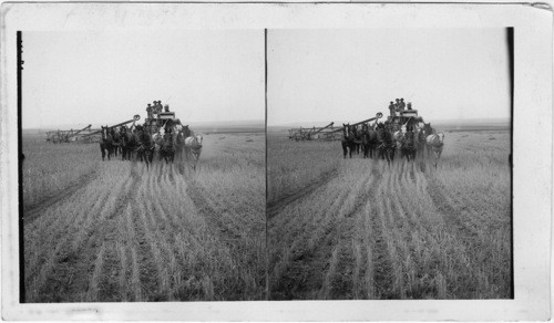 Western wheat field. Idaho (?)