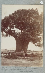 Rest in the steppe under a huge baobab tree near Taveta, ca.1900-1914