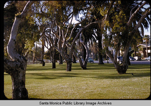 Trees in Palisades Park, Santa Monica, Calif
