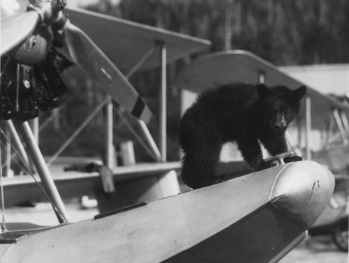 John torigian collection imagejohn torigian collection image Alaskan Bear