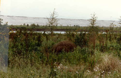 Pond at the Sepulveda Wildlife Reserve, 1981