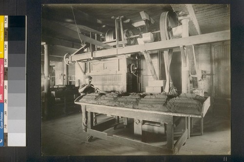 [Factory worker at cocoa table.]