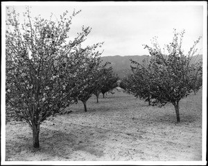 Prune orchard in blossom
